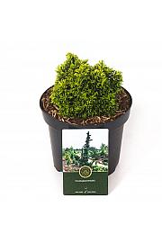 Chamaecyparis obtusa Butterball C2,5 Lit. 15-20 cm