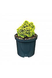 Chamaecyparis obtusa Butterball C2,5 Lit. 15-20 cm