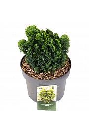 Chamaecyparis obtusa Aurora C5 Lit. 25-30 cm