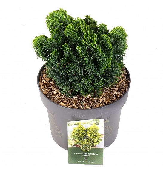 Chamaecyparis obtusa Aurora C5 Lit. 25-30 cm