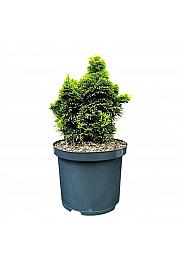 Chamaecyparis obtusa Aurora C5 Lit. 25-30 cm