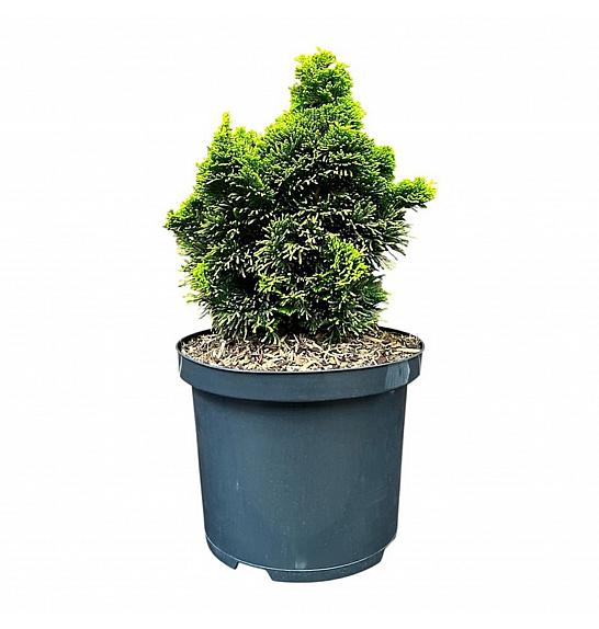 Chamaecyparis obtusa Aurora C5 Lit. 25-30 cm
