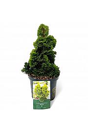 Chamaecyparis obtusa Aurora C2,5 Lit. 15-20 cm