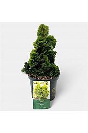 Chamaecyparis obtusa Aurora C2,5 Lit. 15-20 cm