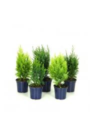 Chamaecyparis Mix Ø11 10-15 cm