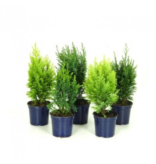 Chamaecyparis Mix Ø11 10-15 cm