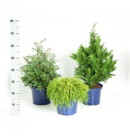 Chamaecyparis Mix C5 Lit. 40-60 cm