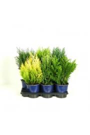 Chamaecyparis Mix C2 Lit. 30-40 cm