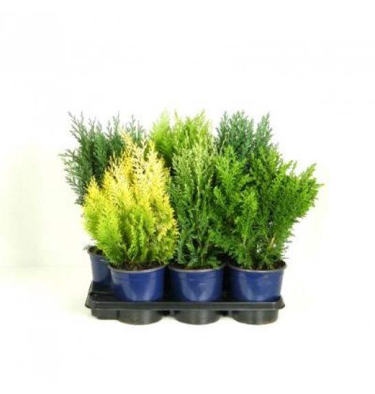 Chamaecyparis Mix C2 Lit. 30-40 cm