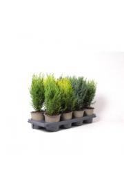 Chamaecyparis Mix C1 Lit. 15-20 cm