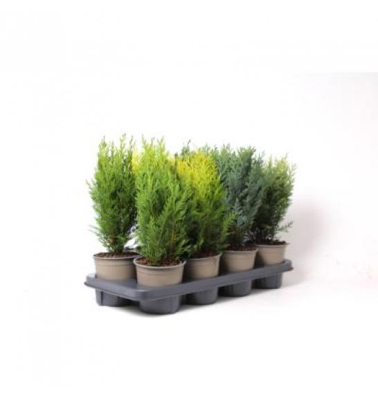 Chamaecyparis Mix C1 Lit. 15-20 cm