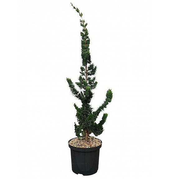 Chamaecyparis lawsoniana Wissels Saguaro C5 Lit. 50-60 cm