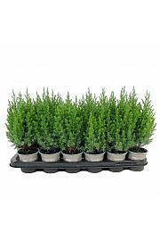 Chamaecyparis lawsoniana White Spot Ø9