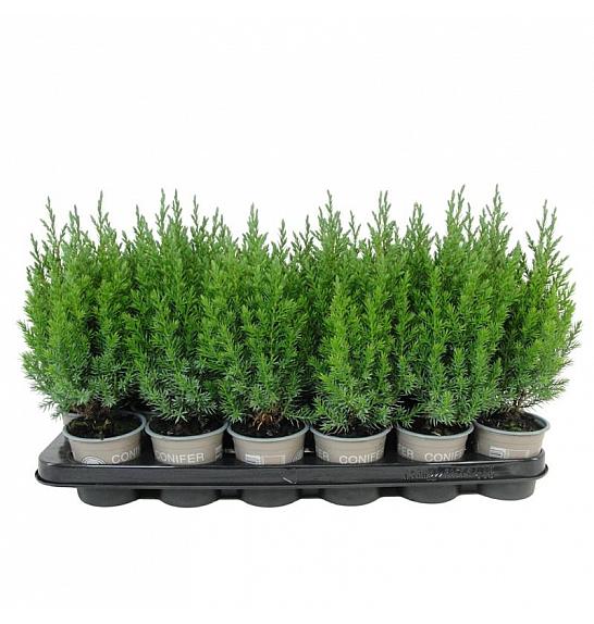 Chamaecyparis lawsoniana White Spot Ø9