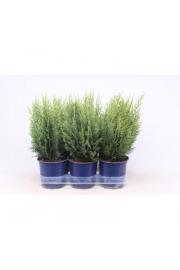 Chamaecyparis lawsoniana White Spot Ø15 20-30 cm
