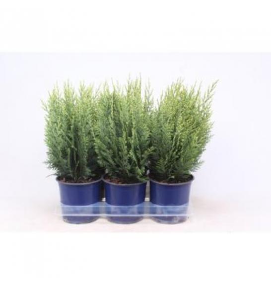 Chamaecyparis lawsoniana White Spot Ø15 20-30 cm