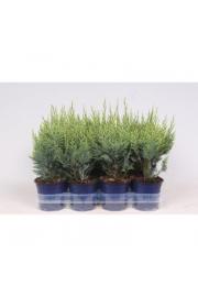 Chamaecyparis lawsoniana White Spot Ø11 10-15 cm