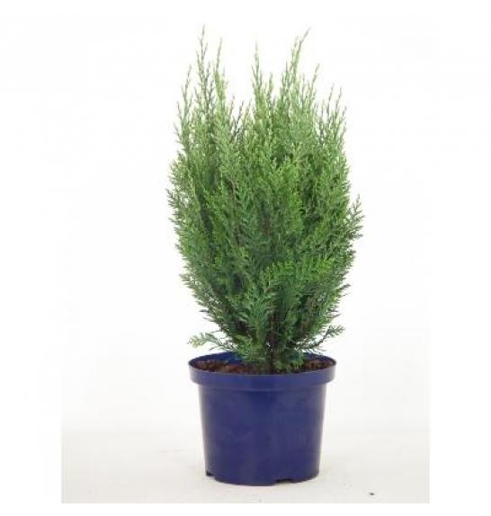 Chamaecyparis lawsoniana White Spot C5 Lit. 40-60 cm