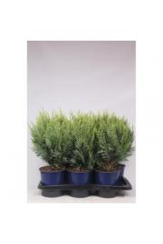 Chamaecyparis lawsoniana White Spot C2 Lit. 30-40 cm