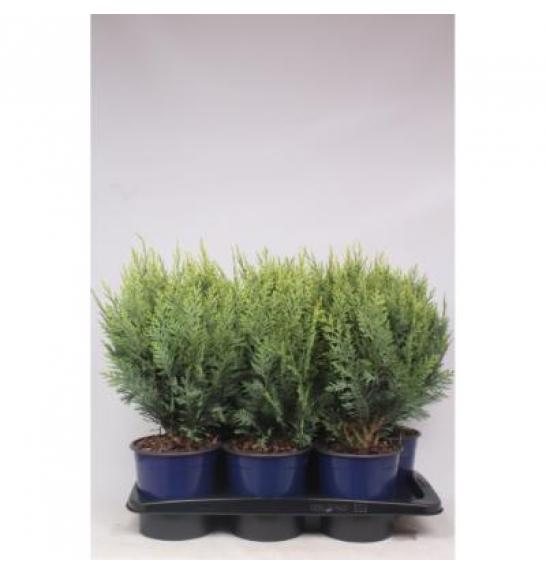 Chamaecyparis lawsoniana White Spot C2 Lit. 30-40 cm