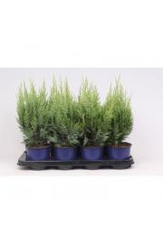 Chamaecyparis lawsoniana White Spot C1 Lit. 15-20 cm