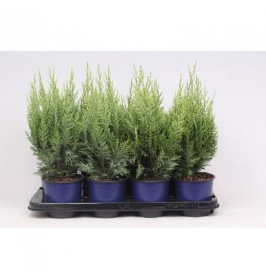Chamaecyparis lawsoniana White Spot C1 Lit. 15-20 cm
