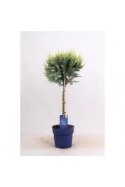 Chamaecyparis lawsoniana White Spot C3Lit. Na steblu 40 cm