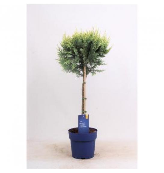 Chamaecyparis lawsoniana White Spot C3Lit. Na steblu 40 cm