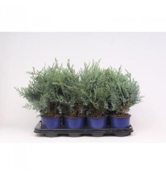 Chamaecyparis lawsoniana van Pelt's Blue C1 Lit. 15-20 cm