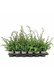 Chamaecyparis lawsoniana Stardust Ø11