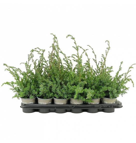 Chamaecyparis lawsoniana Stardust Ø11