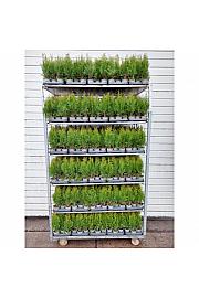 Chamaecyparis lawsoniana Stardust Ø9