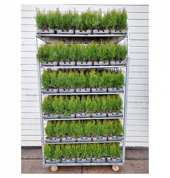 Chamaecyparis lawsoniana Stardust Ø9