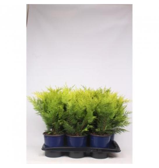 Chamaecyparis lawsoniana Stardust C2 Lit. 30-40 cm