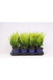 Chamaecyparis lawsoniana Stardust C1 Lit. 15-20 cm