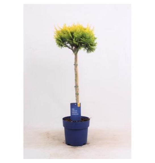 Chamaecyparis lawsoniana Stardust C3Lit. Na steblu 40 cm
