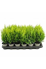 Chamaecyparis lawsoniana Snow White Ø9