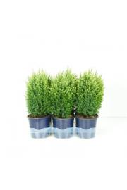 Chamaecyparis lawsoniana Snow White Ø15 20-30 cm
