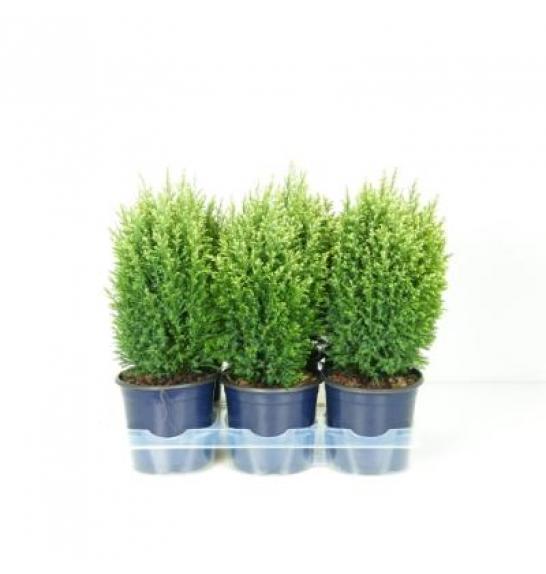 Chamaecyparis lawsoniana Snow White Ø15 20-30 cm
