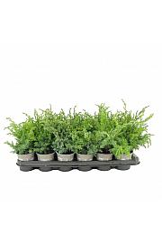 Chamaecyparis lawsoniana Snow White Ø11 20-30 cm