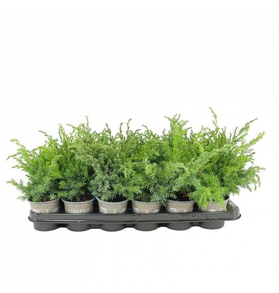 Chamaecyparis lawsoniana Snow White Ø11 20-30 cm