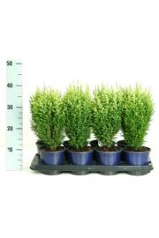 Chamaecyparis lawsoniana Snow White C1 Lit. 15-20 cm