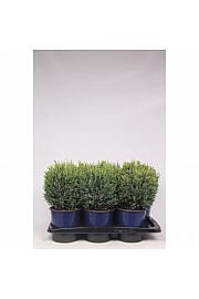 Chamaecyparis lawsoniana Snow White C2 Lit. 30-40 cm