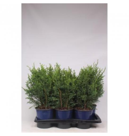 Chamaecyparis lawsoniana Robusta C2 Lit. 30-40 cm