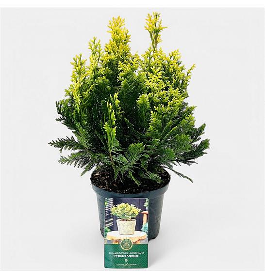 Chamaecyparis lawsoniana Pygmaea Argentea C2.5 Lit. 20-25 cm