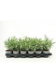 Chamaecyparis lawsoniana Pearly Swirls G.A. Ø9