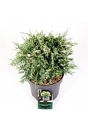 Chamaecyparis lawsoniana Pearly Swirls C5 Lit. 25-30 cm