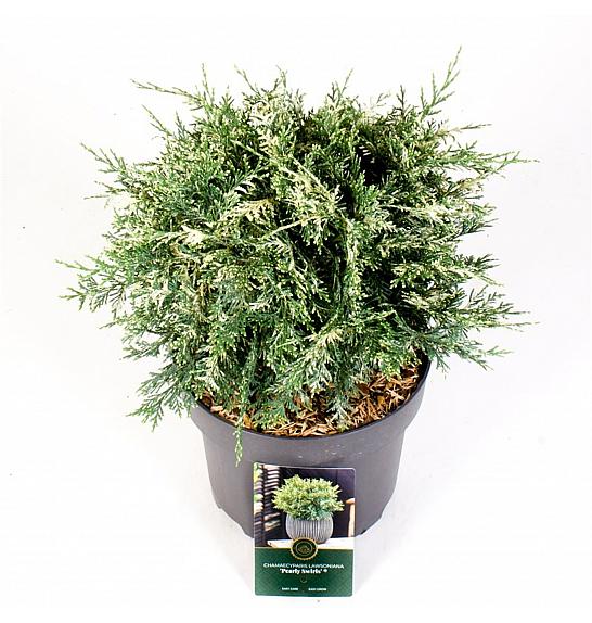 Chamaecyparis lawsoniana Pearly Swirls C5 Lit. 25-30 cm