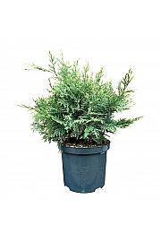 Chamaecyparis lawsoniana Pearly Swirls C5 Lit. 25-30 cm