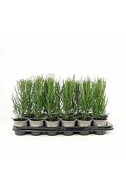 Chamaecyparis lawsoniana Little Spire Ø9